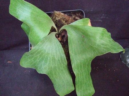 Platycerium quadridichotomum ขนาด 4 นิ้ว | Siam Exotica Plants - สัตหีบ ชลบุรี