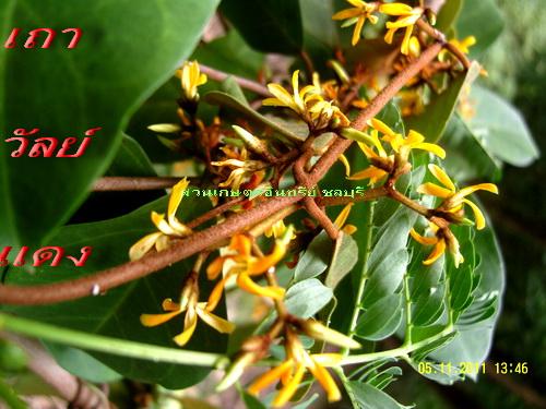 เถาว์วัลแดง(ดอกหอมมีคุณค่า) | สวนเกษตรอินทรีย์ - พนัสนิคม ชลบุรี