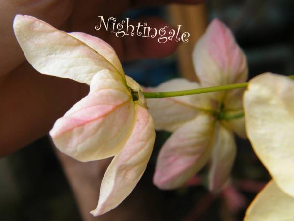 คูนชมพู คูนสายรุ้ง | ไนติงเกล - บางเขน กรุงเทพมหานคร