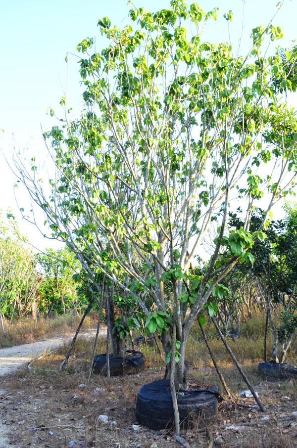 ต้นเกาลัด | สวนสำราญพันธุ์ไม้ - แก่งคอย สระบุรี
