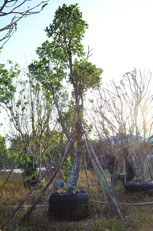 ขนุน | สวนสำราญพันธุ์ไม้ - แก่งคอย สระบุรี