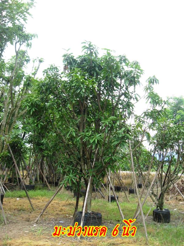 ขายต้นมะม่วงแรด(ขุดล้อม)ขนาดลำต้น 6-7 นิ้ว | จริงใจไม้มงคล แอนด์ แลนด์สเคป - ลำลูกกา ปทุมธานี
