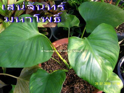 ว่านเสน่ห์จันทร์มหาโพธิ์(นะจังงัง) | สวนเกษตรอินทรีย์ - พนัสนิคม ชลบุรี