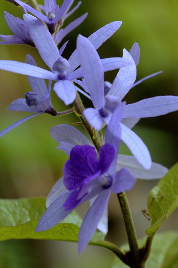 พวงครามสีม่วง พันธุ์ใหม่ ดอกใหญ่ สีเข้ม ช่อยาว  | สวนในฝัน - เมืองเชียงใหม่ เชียงใหม่