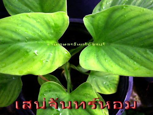 ว่านเสน่ห์จันทร์หอม(หอมมหามงคล) | สวนเกษตรอินทรีย์ - พนัสนิคม ชลบุรี