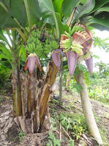 กล้วย 2 เครือ | สวนขวัญพรรณไม้ - สันทราย เชียงใหม่