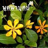 พุดน้ำบุศย์