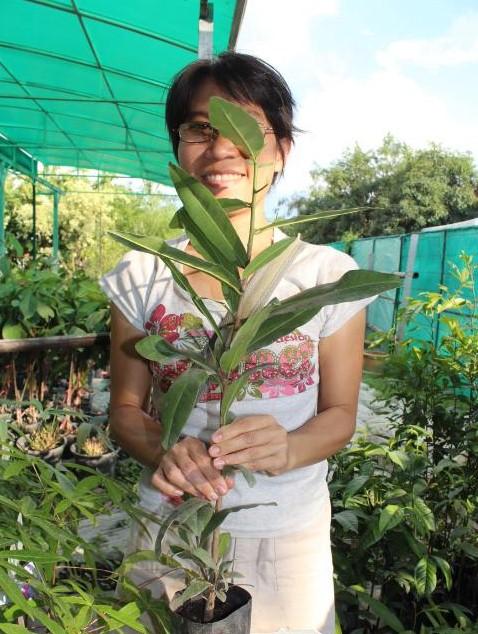 เกด  ไม้ในพุทธประวัติ | สวนในฝัน - เมืองเชียงใหม่ เชียงใหม่