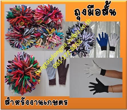 ถุงมือสั้น คละสีงานเกษตรกรรม | ถุงเท้าลงนา - สอง แพร่