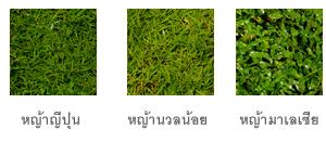 หญ้านวลน้อย,หญ้าญี่ปุ่น,หญ้ามาเลเซีย | ณภัทร  พันธุ์ไม้ - องครักษ์ นครนายก