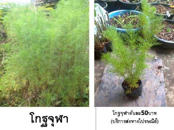 โกฐจุฬา (บริการส่งทางไปรษณีย์) | D&T Garden - เมืองปราจีนบุรี ปราจีนบุรี