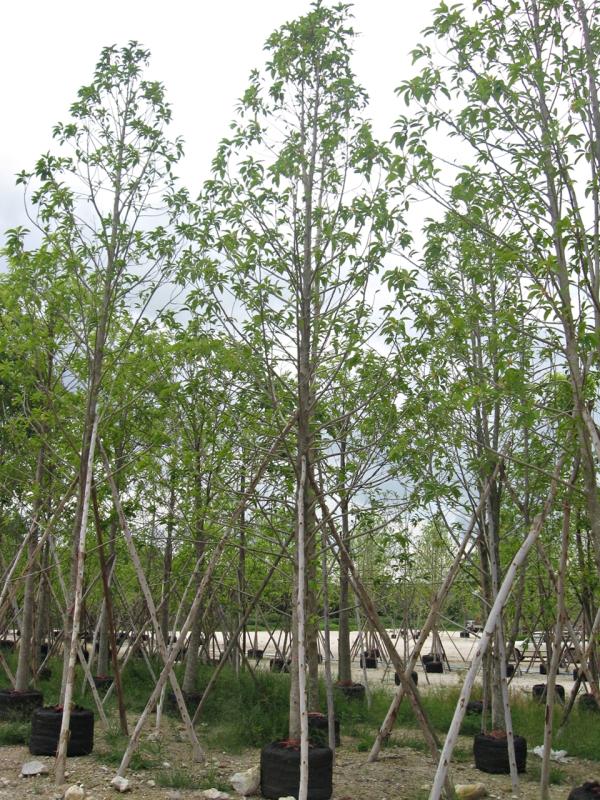 จำปีขาว ลำต้น 6 นิ้ว สูง 6-7 เมตร | จริงใจไม้มงคล แอนด์ แลนด์สเคป - ลำลูกกา ปทุมธานี