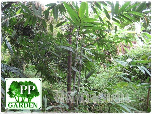 ไผ่จีนปักกิ่ง