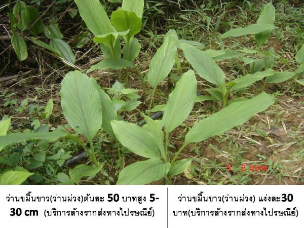 ว่านขมิ้นขาว | D&T Garden - เมืองปราจีนบุรี ปราจีนบุรี