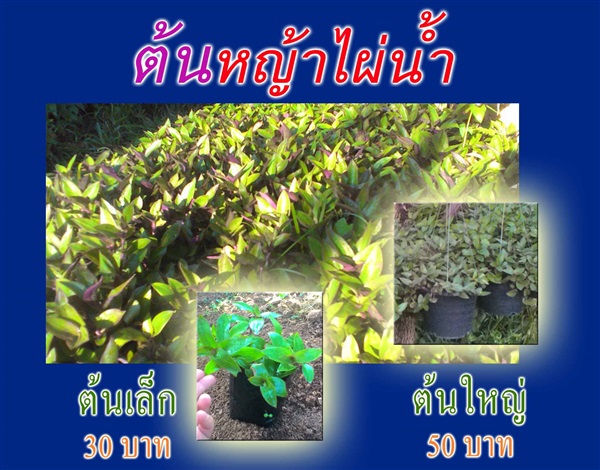 หญ้าไผ่น้ำ (จุ้ยเต็กเฉ้า) ต้น 30/50 บ. | ต้นรักษ์ ขอนแก่น -  ขอนแก่น