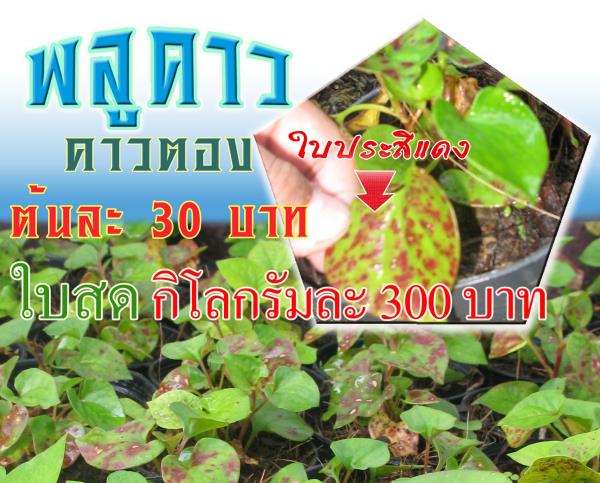 พลูคาว คาวตอง คาวทอง (จุดแดง 300 บ./กก.) | ต้นรักษ์ ขอนแก่น -  ขอนแก่น