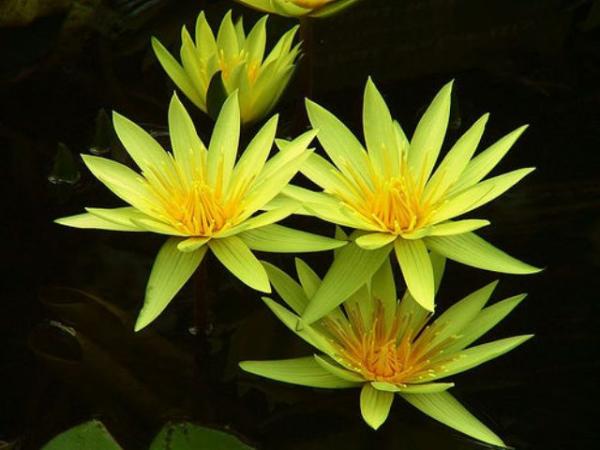 Yellow Waterlily บัวเหลืองกลีบเรียว