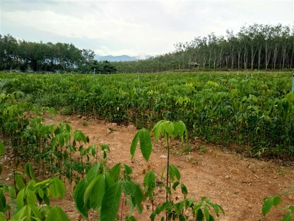 กล้ายางพารา RRIM3001 ยางชำถุง ยางตาเขียว | สวนไผ่บงหวานคุณราตรี - สังคม หนองคาย