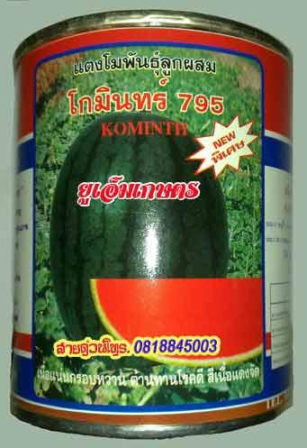 แตงโม-โกมินทร์-795 | umkaset - เมืองลำพูน ลำพูน