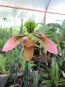 รองเท้านารีคางกบคอแดง Paph.appletonianum | คมสันออร์คิด - เมืองลำพูน ลำพูน