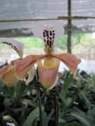 รองเท้านารีอินทนนท์ลาว Paph.gratrixianum | คมสันออร์คิด - เมืองลำพูน ลำพูน