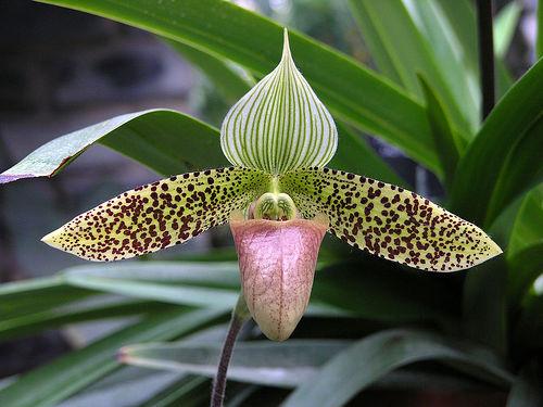 รองเท้านารีสุขะกูล Paph.sukhakulii | คมสันออร์คิด - เมืองลำพูน ลำพูน