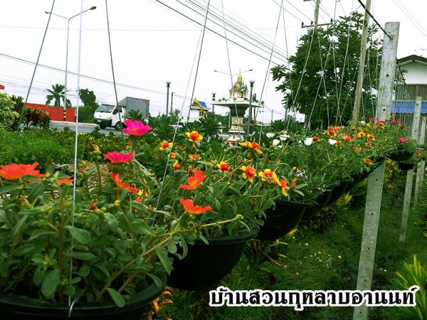 แพรเซี้ยงไฮ้ สาวเชียงใหม่ คุณนายตื่นสาย | บ้านสวนกุหลาบอานนท์ - สามพราน นครปฐม