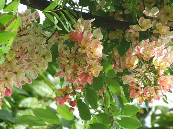 คูณสีชมพู | พรรณพนา - บางกรวย นนทบุรี