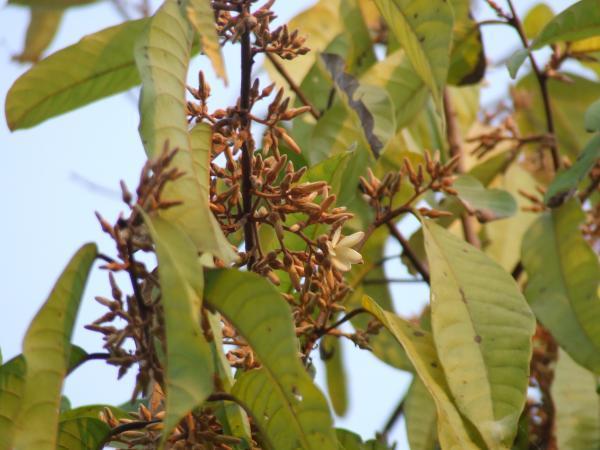 จันกระพ้อ | พรรณพนา - บางกรวย นนทบุรี