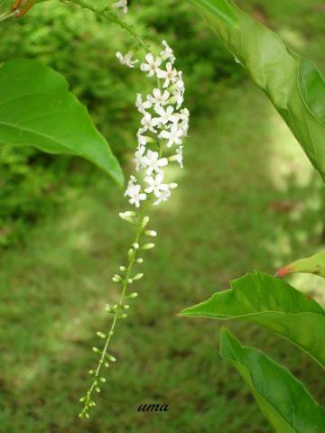 บุหงาสาหลี | พรรณพนา - บางกรวย นนทบุรี