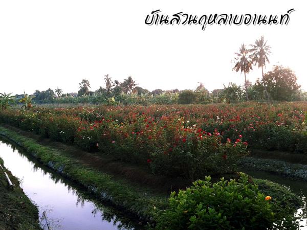 กุหลาบ | บ้านสวนกุหลาบอานนท์ - สามพราน นครปฐม