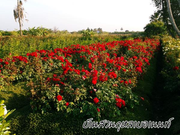 กุหลาบ | บ้านสวนกุหลาบอานนท์ - สามพราน นครปฐม