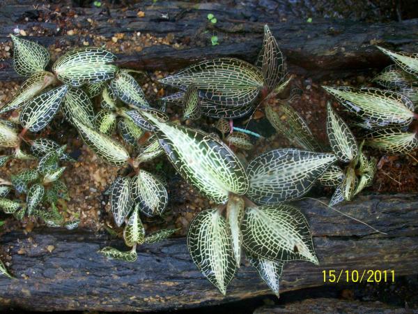 ว่านร่อนทองLudisia discolor    (ker.-Gaw | หัดขาย - เมืองพัทลุง พัทลุง