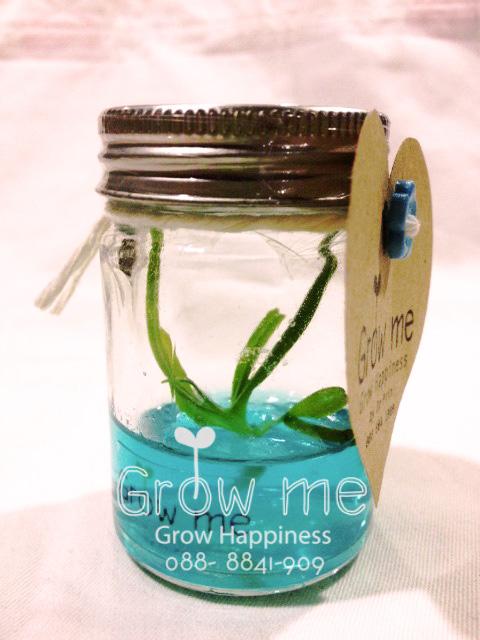 Mini GrowMe | GrowMe -  กรุงเทพมหานคร