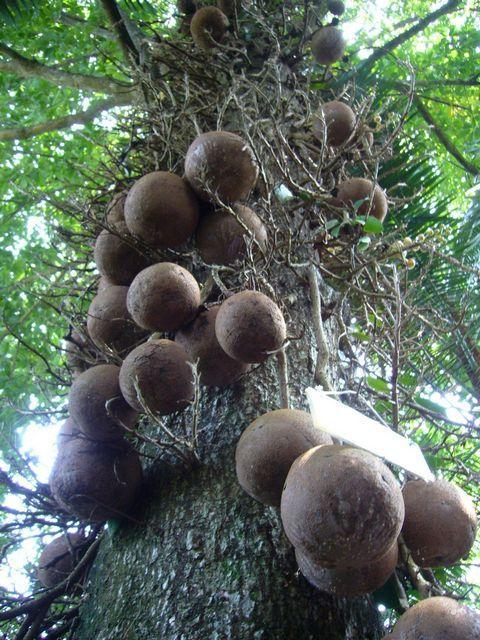 สาละ | พรรณพนา - บางกรวย นนทบุรี