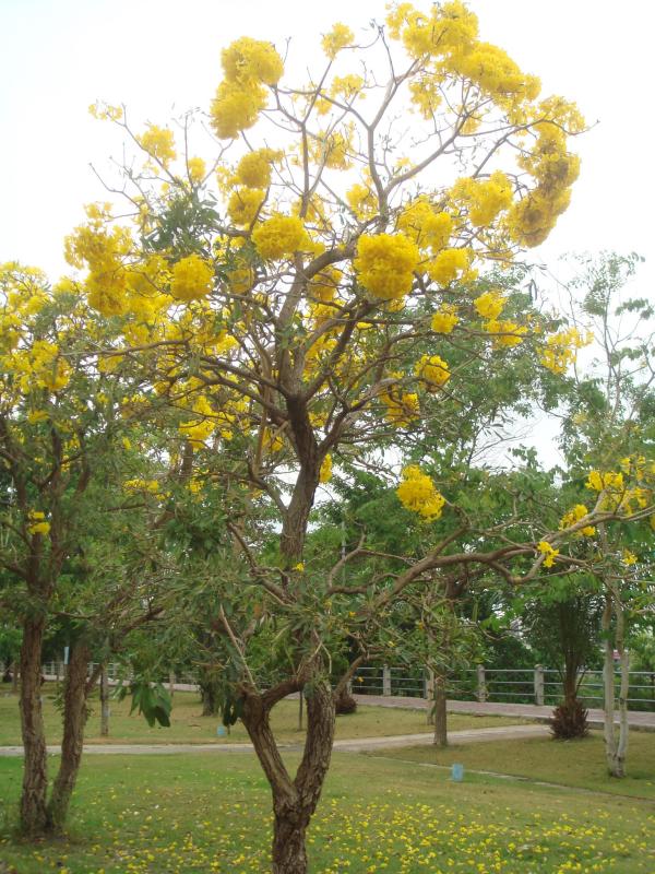 เหลืองปรีดียาธร | ณภัทร  พันธุ์ไม้ - องครักษ์ นครนายก