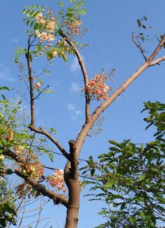 คูณสีชมพู | ณภัทร  พันธุ์ไม้ - องครักษ์ นครนายก