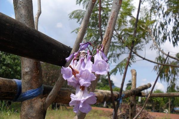 ศรีตรัง | ณภัทร  พันธุ์ไม้ - องครักษ์ นครนายก