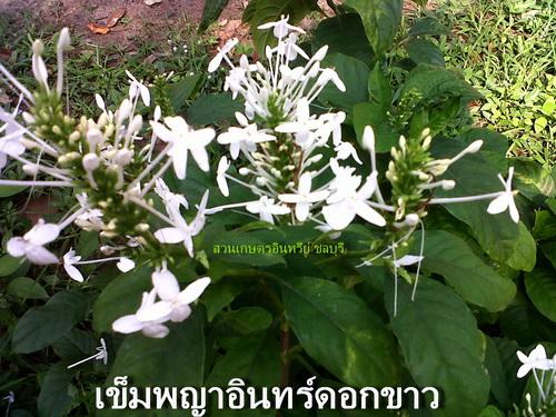 เข็มขาว (เข็มพญาอินทร์ดอกขาว)ใช้บูชาเทพ | สวนเกษตรอินทรีย์ - พนัสนิคม ชลบุรี