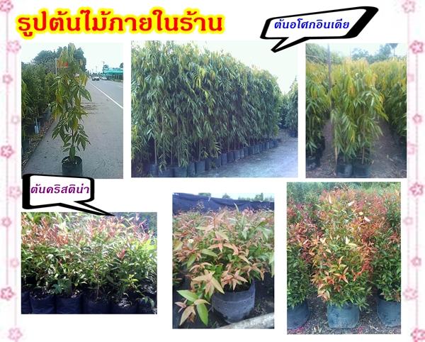  อโศกอินเดีย   ต้นคริสติน่า | สวนปิยะวัฒน์พันธ์ไม้ - องครักษ์ นครนายก