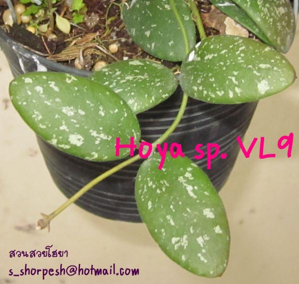 Hoya sp. VL9 โฮยา เอส พี วีเอล 9 ไม้นิ้ว