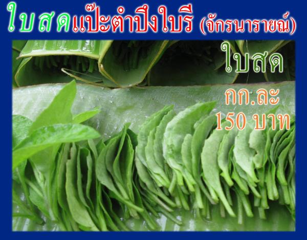 แป๊ะตำปึง ตัวผู้ "ใบเรียว" (150 บ./กก.) | ต้นรักษ์ ขอนแก่น -  ขอนแก่น