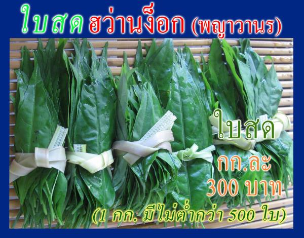 ฮว่านง็อก พญาวานร ว่านลิง (300 บ./กก) | ต้นรักษ์ ขอนแก่น -  ขอนแก่น