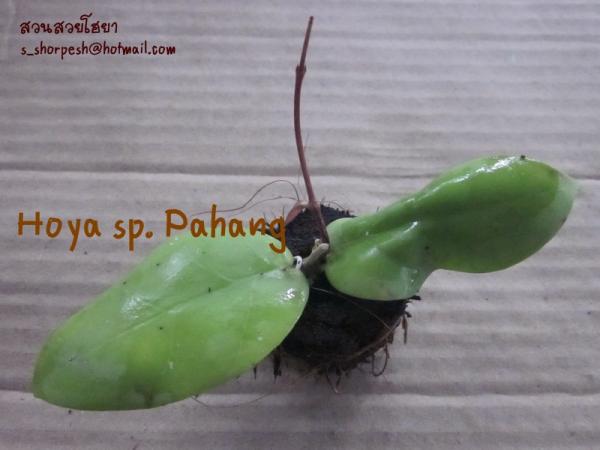 Hoya sp. Pahang โฮยา เอส พี พาฮัง ดอกแดงสด