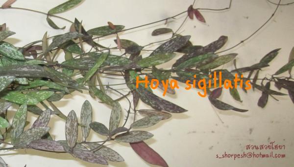 Hoya sigillatis  โฮย่าแมลงปอ ไม้นิ้ว