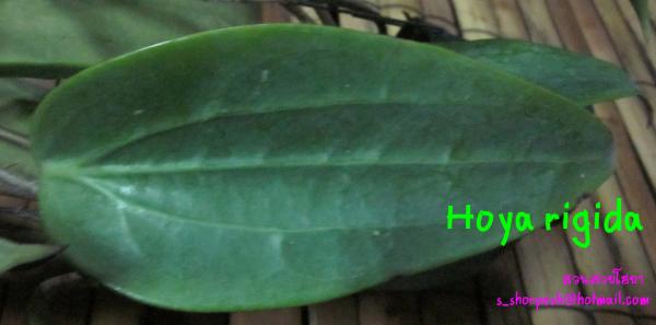 Hoya rigida ไม้นิ้ว (ใบใหญ่ สวย สวย สวย), 