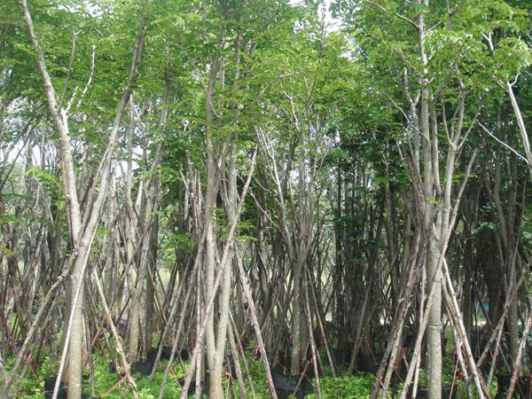 ประดู่แดง5" | สวนทวี - เมืองปราจีนบุรี ปราจีนบุรี