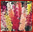 Gladiolus | seeds etc. -  กรุงเทพมหานคร