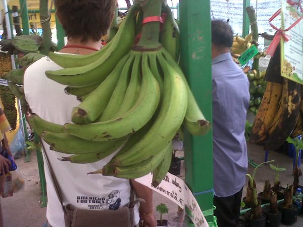 กล้วยงาช้าง | อาณาจักรกล้วยแปลกๆ - ดำเนินสะดวก ราชบุรี
