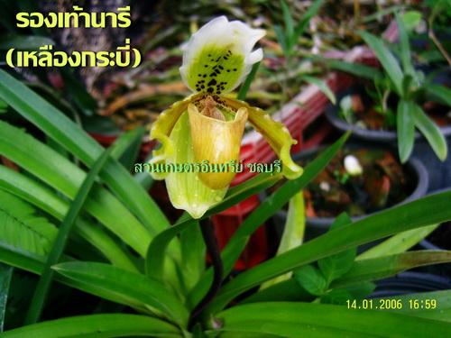 รองเท้านารี(เหลืองกระบี่) | สวนเกษตรอินทรีย์ - พนัสนิคม ชลบุรี